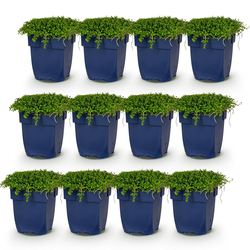 Vasteplant - Isotoma fluviatilis - Sterrenbloem - Rotsplanten - Licht Blauw - 12 Planten - Pot 11cm - Hoogte 15-25cm