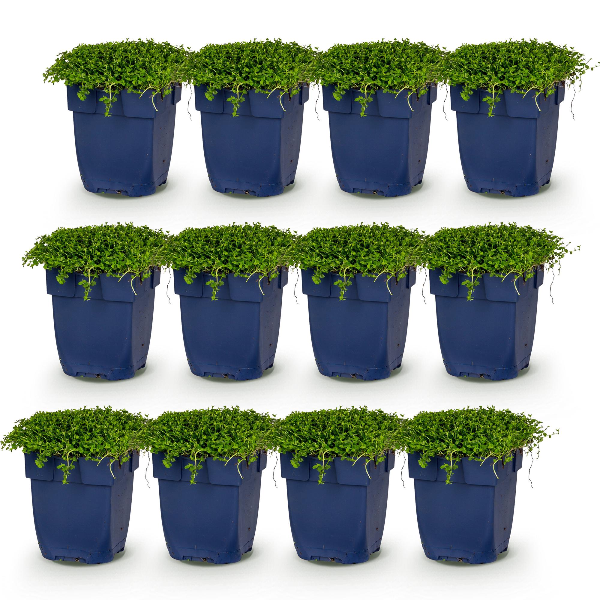 Vasteplant - Isotoma fluviatilis - Sterrenbloem - Rotsplanten - Licht Blauw - 12 Planten - Pot 11cm - Hoogte 15-25cm