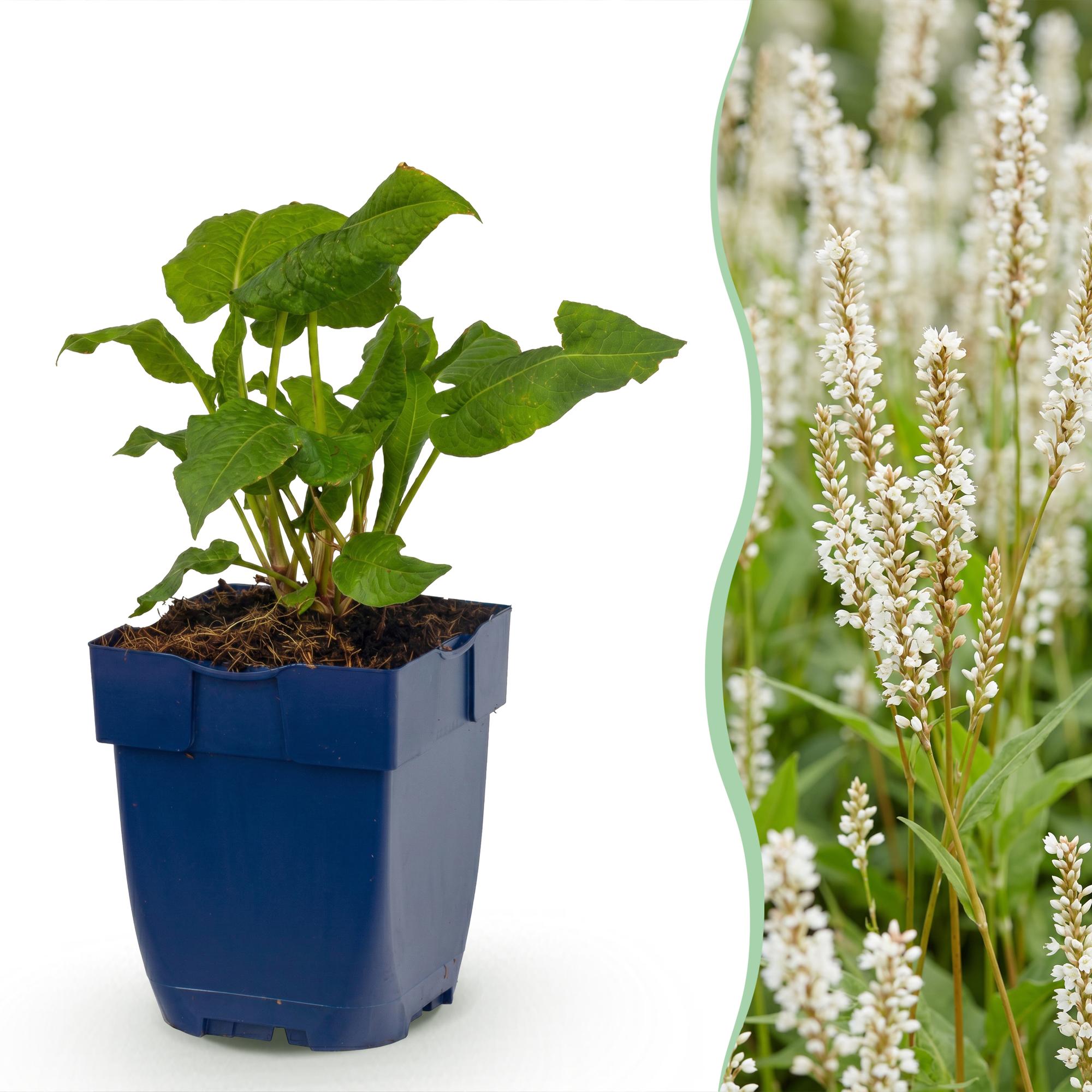 Vasteplant - Persicaria ampl. Alba - Duizendknoop - Schaduw - Wit - 24 Planten - Pot 11cm - Hoogte 15-25cm