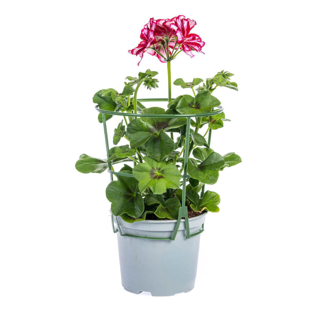 8x Pelargonium Peltatum Mexica Ruby Ø12 cm - ↕20 cm