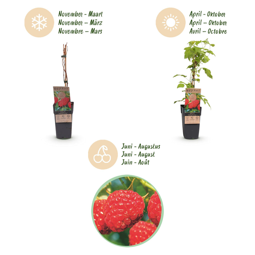 Fruitplant - Rubus idaeus Malling Promise - Frambozenplant - Winterhard - Rode Framboos - 2 Planten - Pot 15cm - Hoogte 50cm