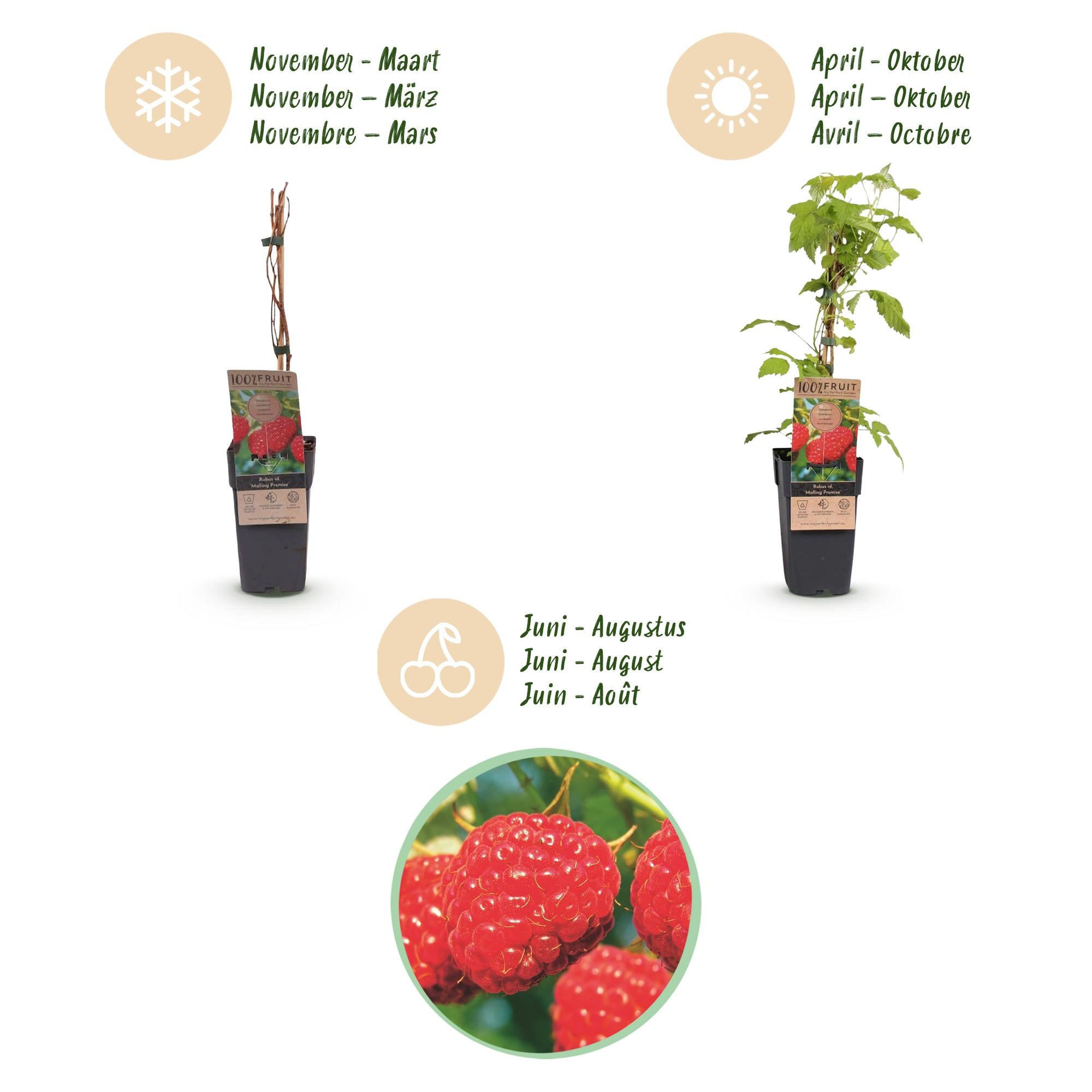 Fruitplant - Rubus idaeus Malling Promise - Frambozenplant - Winterhard - Rode Framboos - 2 Planten - Pot 15cm - Hoogte 50cm