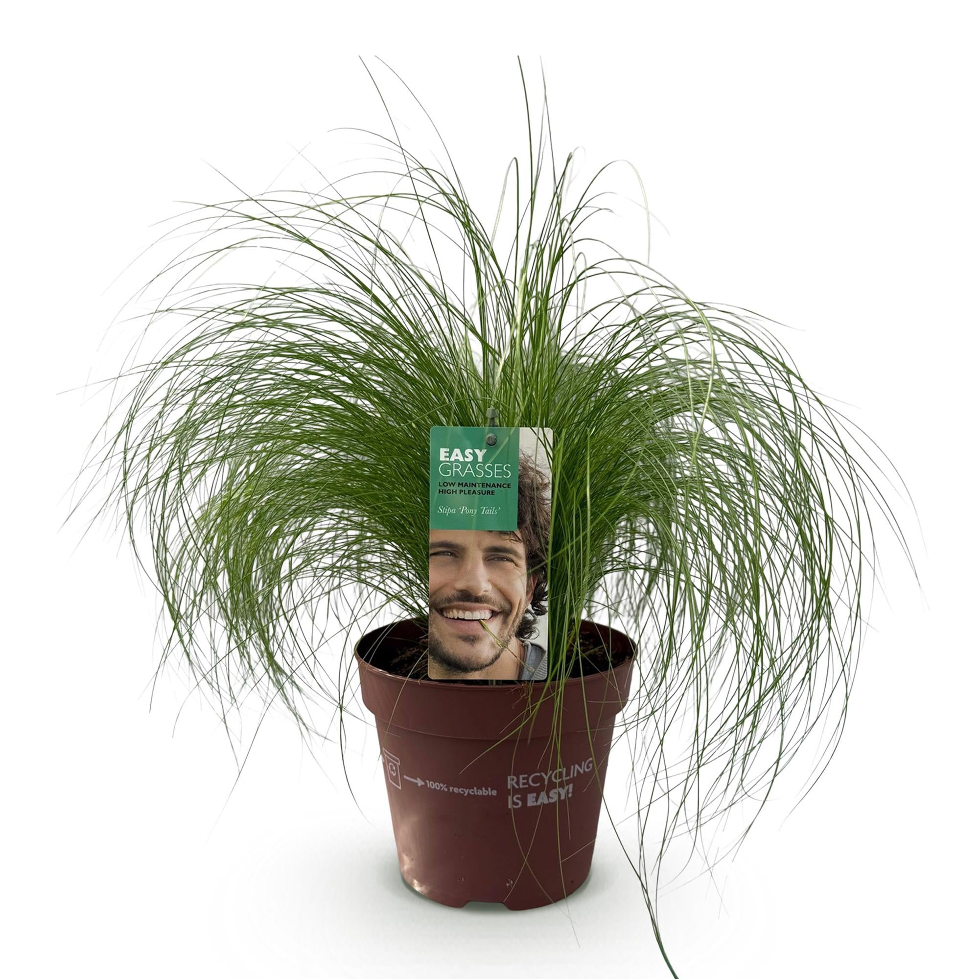 Siergrassen - Stipa tenuifolia Pony Tails - Groen - 1 Plant - Groenblijvend - Winterhard - Pot 17cm Hoogte 50cm