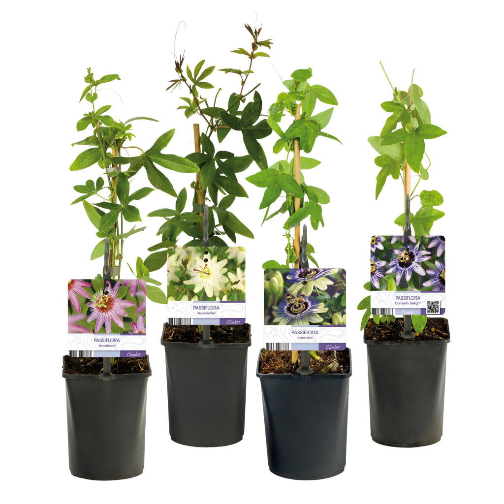 Passiebloem - Passiflora Rainbow  - Bloem Roze Wit Paars Groen - Weinig onderhoud - 4 planten - Pot 11cm Hoogte 40cm