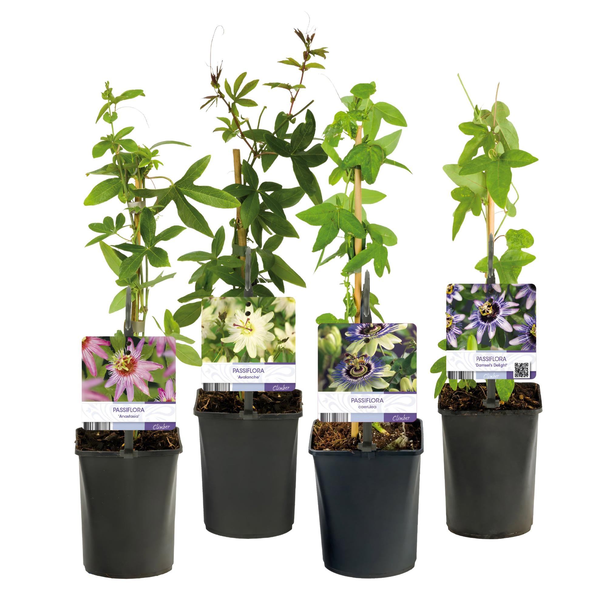 Passiebloem - Passiflora Rainbow  - Bloem Roze Wit Paars Groen - Weinig onderhoud - 4 planten - Pot 11cm Hoogte 40cm
