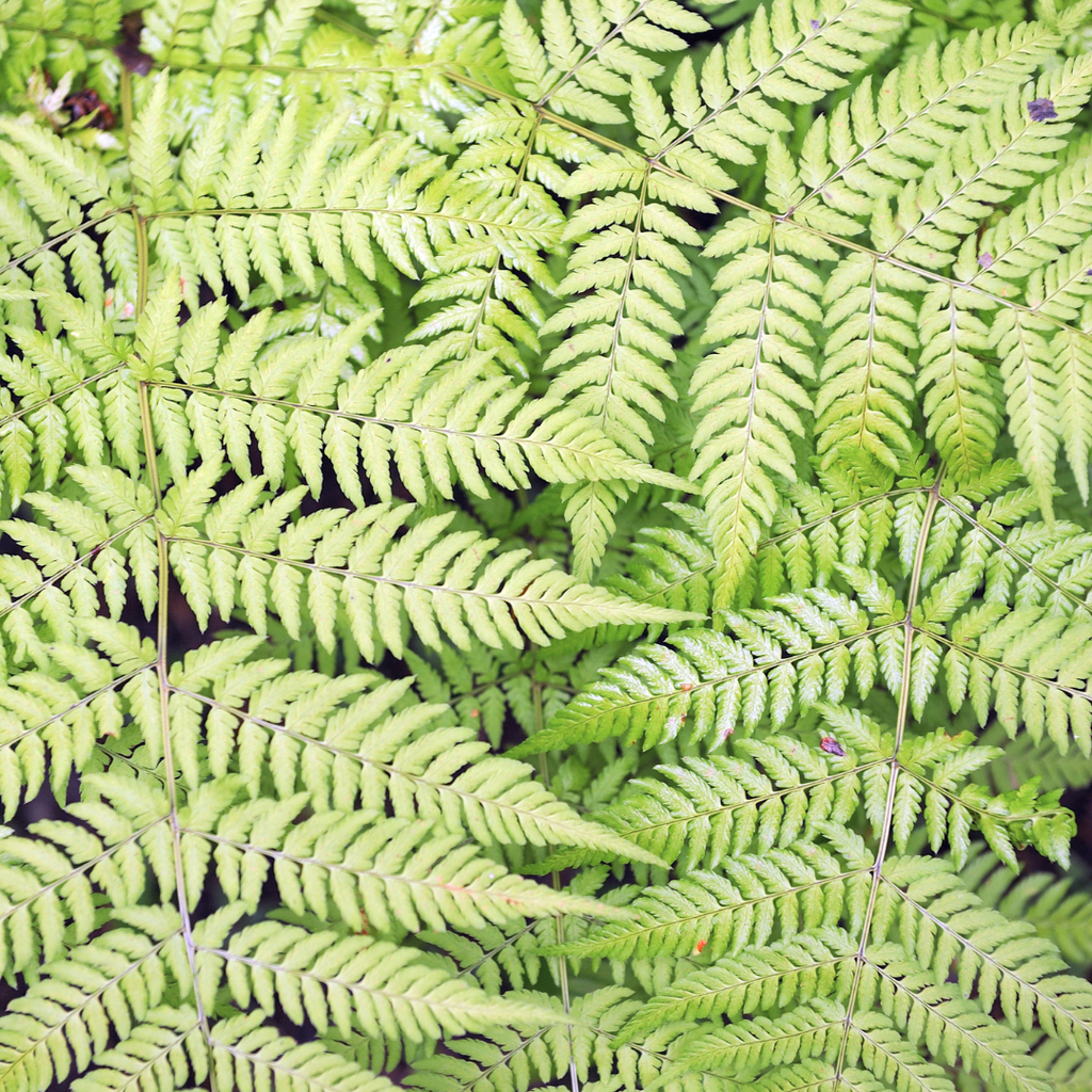 12x Dryopteris filix-mas - ↕10-25cm - Ø9cm