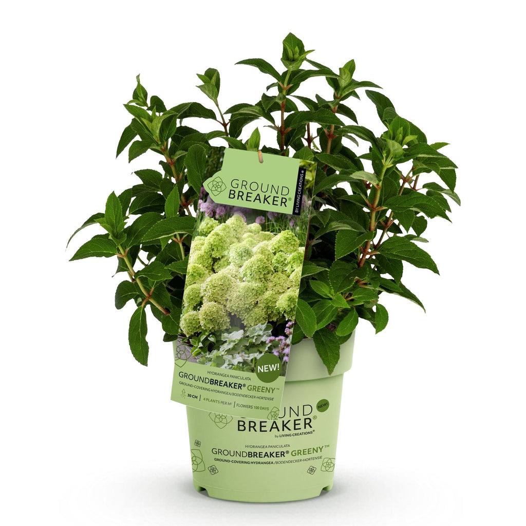 Tuinplant - Hydrangea panniculata Groundbreaker Greeny - Pluimhortensia - Winterhard - Creme - 1 Plant - Pot 14cm -Hoogte 20-25cm
