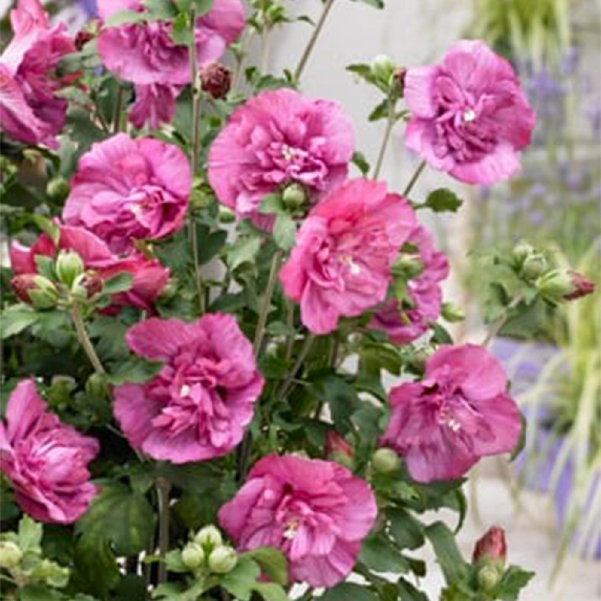 Plant op Stam - Hibiscus syriacus Magenta Chiffon® - Terras Plant - Bladverliezend - Winterhard - Roze Bloem - Pot 19cm Hoogte 90cm