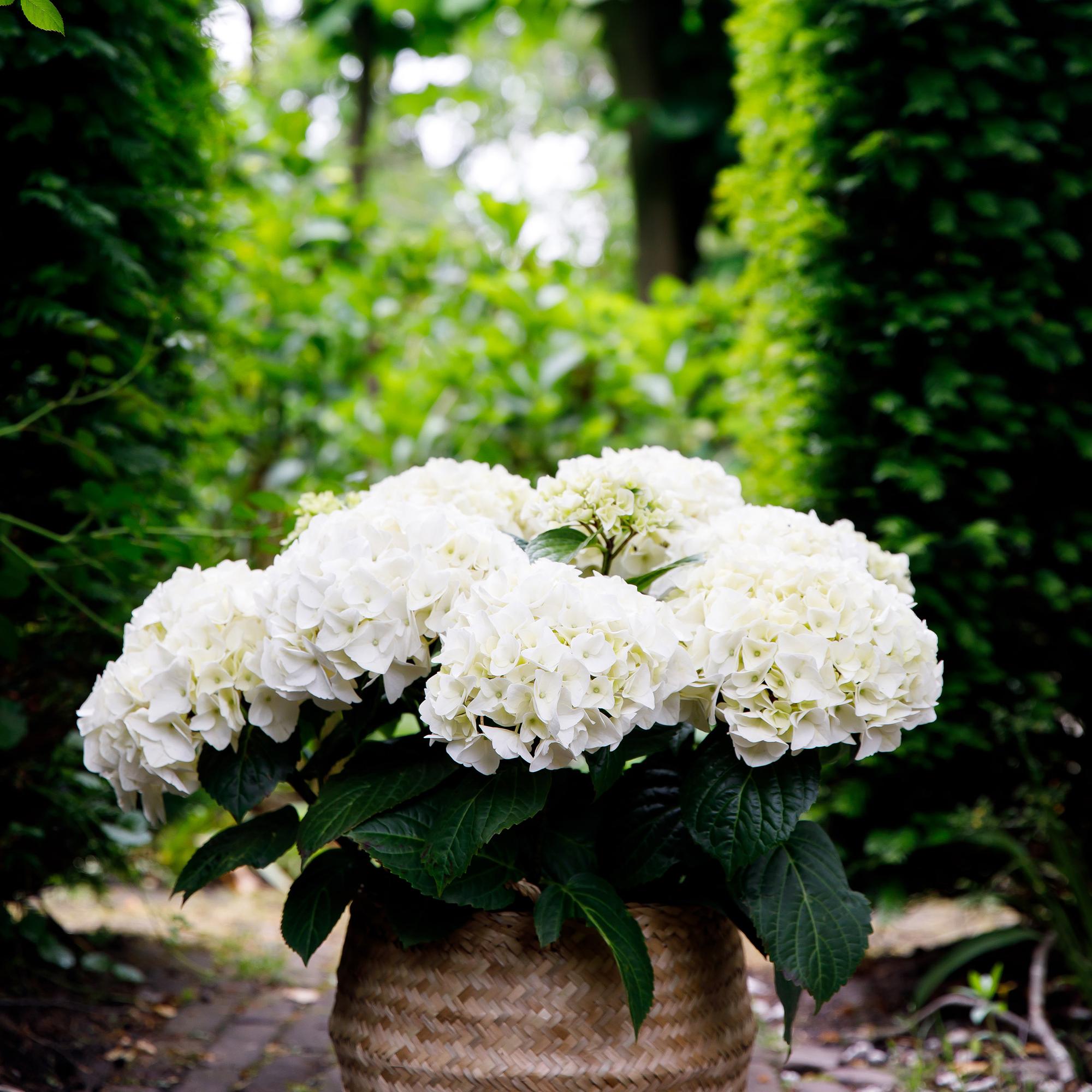 Terrasplant - Hortensia - Hydrangea Forever & Ever - Wit - 7-12 Bloemen - 2 Planten - Pot 23cm Hoogte 55cm
