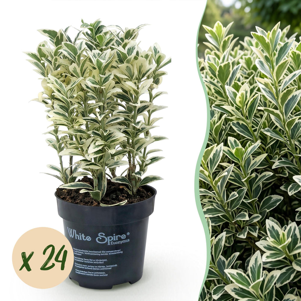 24x Euonymus japonicus White Spire - Kardinaalsmuts - Haagplanten - Groenblijvend - Wit - Groen - Pot 9cm - Hoogte 20-30cm
