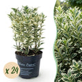 24x Euonymus japonicus White Spire - Kardinaalsmuts - Haagplanten - Groenblijvend - Wit - Groen - Pot 9cm - Hoogte 20-30cm