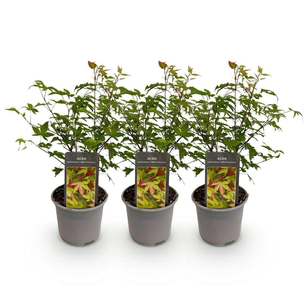 Tuinplant - Acer palmatum Little Princess - Groen - 3 Planten - Bladverliezend - Weinig Onderhoud - Pot 12cm Hoogte 35cm