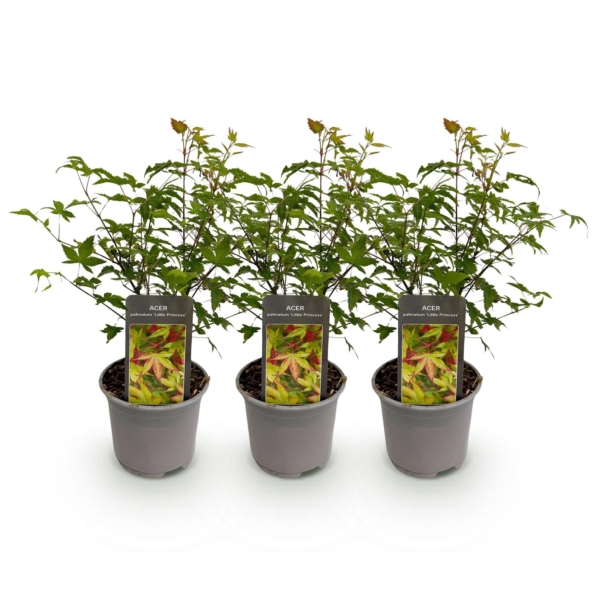 Tuinplant - Acer palmatum Little Princess - Groen - 3 Planten - Bladverliezend - Weinig Onderhoud - Pot 12cm Hoogte 35cm
