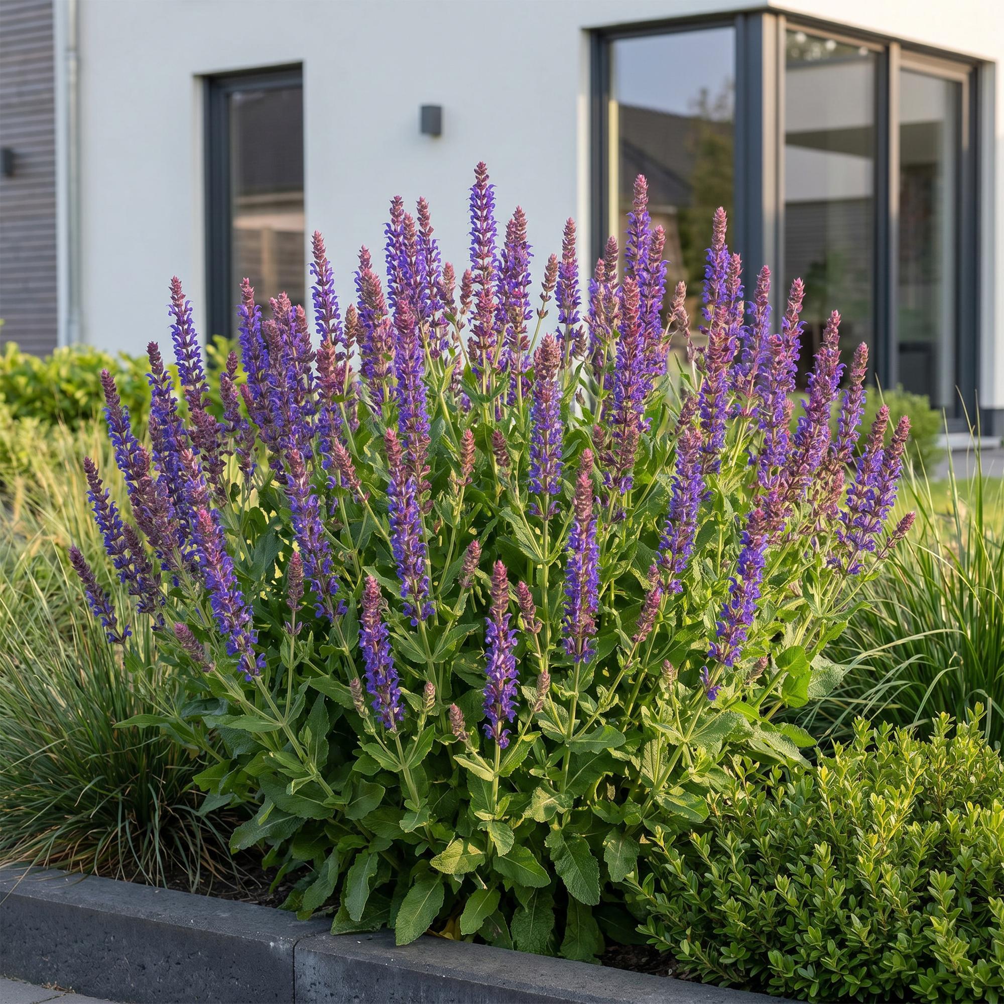 Vasteplant - Salvia nem. Sense Deepl Blue - Salie - Bijen en Vlinderlokkers - Paars - 3 Planten - Pot 11cm - Hoogte 15-25cm