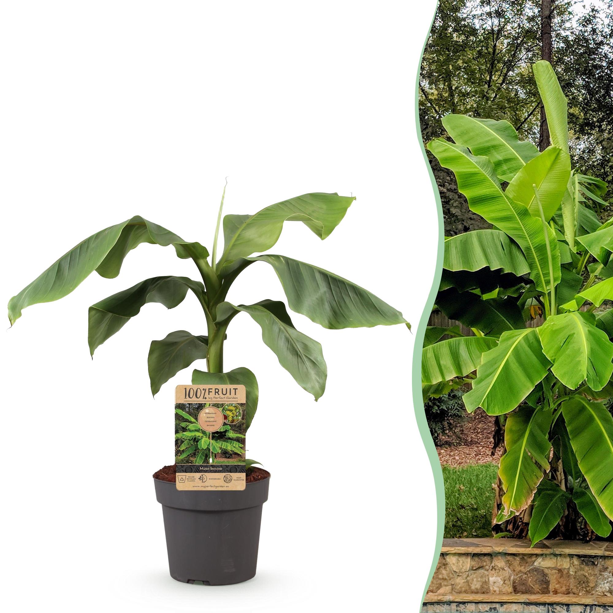 Fruitplant - Musa Basjoo - Bananenboom - Winterhard - Groen - 1 Plant - Pot 21cm - Hoogte 70-90cm