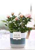 Rosa Light Pink In P&PURE Lauren Ceramics - Ø12cm - ↕30cm
