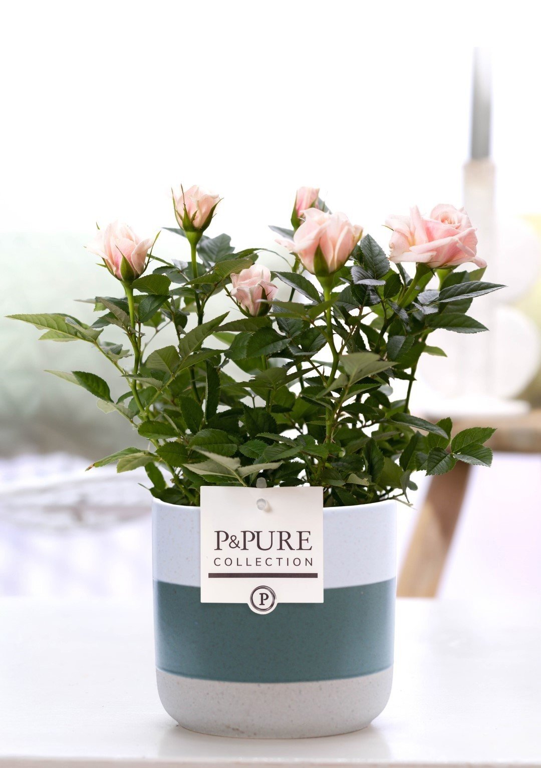 Rosa Light Pink In P&PURE Lauren Ceramics - Ø12cm - ↕30cm