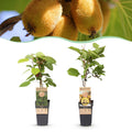 Fruitplant - Actinidia Weiki & Golden Kiwi - Kiwiplant - 1 Mannelijke - 1 Vrouwelijke - Planten - Geel - Pot 15cm - Hoogte 50cm