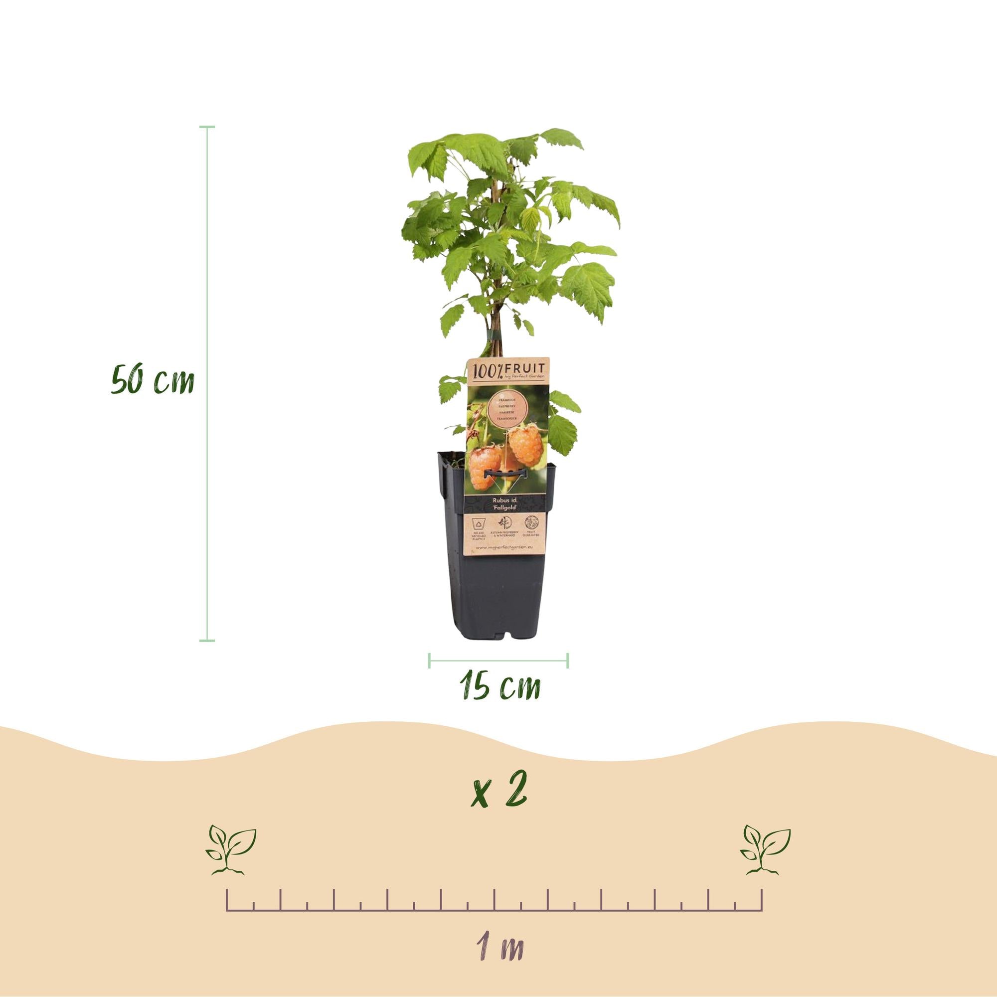 Fruitplant - Rubus idaeus Fallgold - Frambozenplant - Winterhard - Gele Framboos - 2 Planten - Pot 15cm - Hoogte 50cm