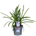 Agapanthus 'Poppin Purple' - Ø19cm - ↕30cm