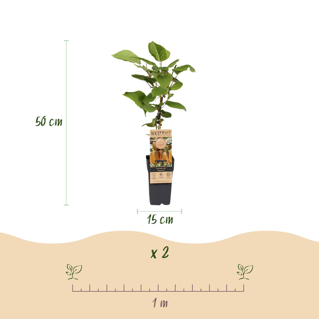 Fruitplant - Actinidia Weiki & Hayward - Kiwiplant - 1 Mannelijke - 1 Vrouwelijke - Planten - Groen - Pot 15cm - Hoogte 50cm