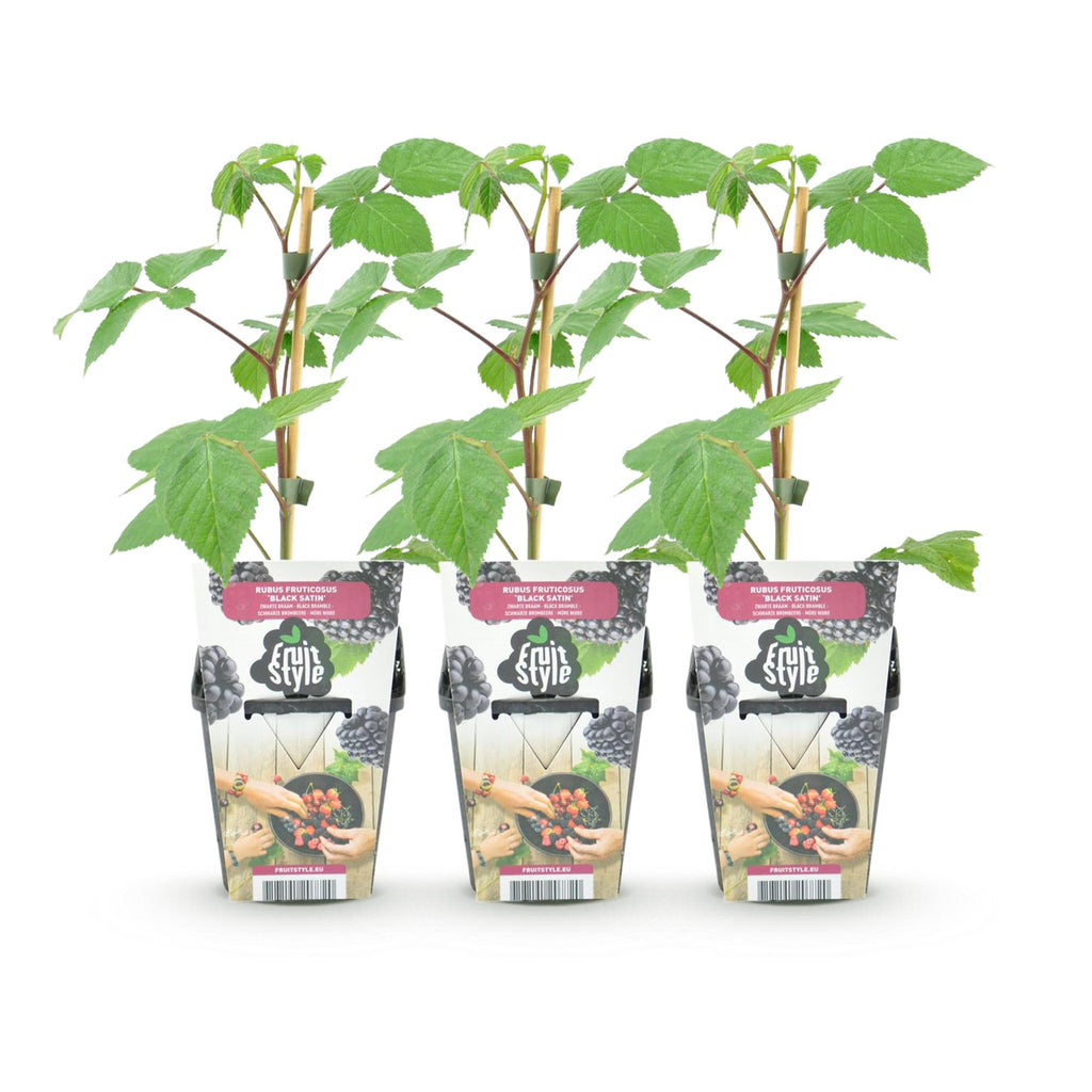 Fruitplanten - Braam - Rubus Black Satin - Winterhard - 3 Planten - Pot 9 cm - Zwarte Braam