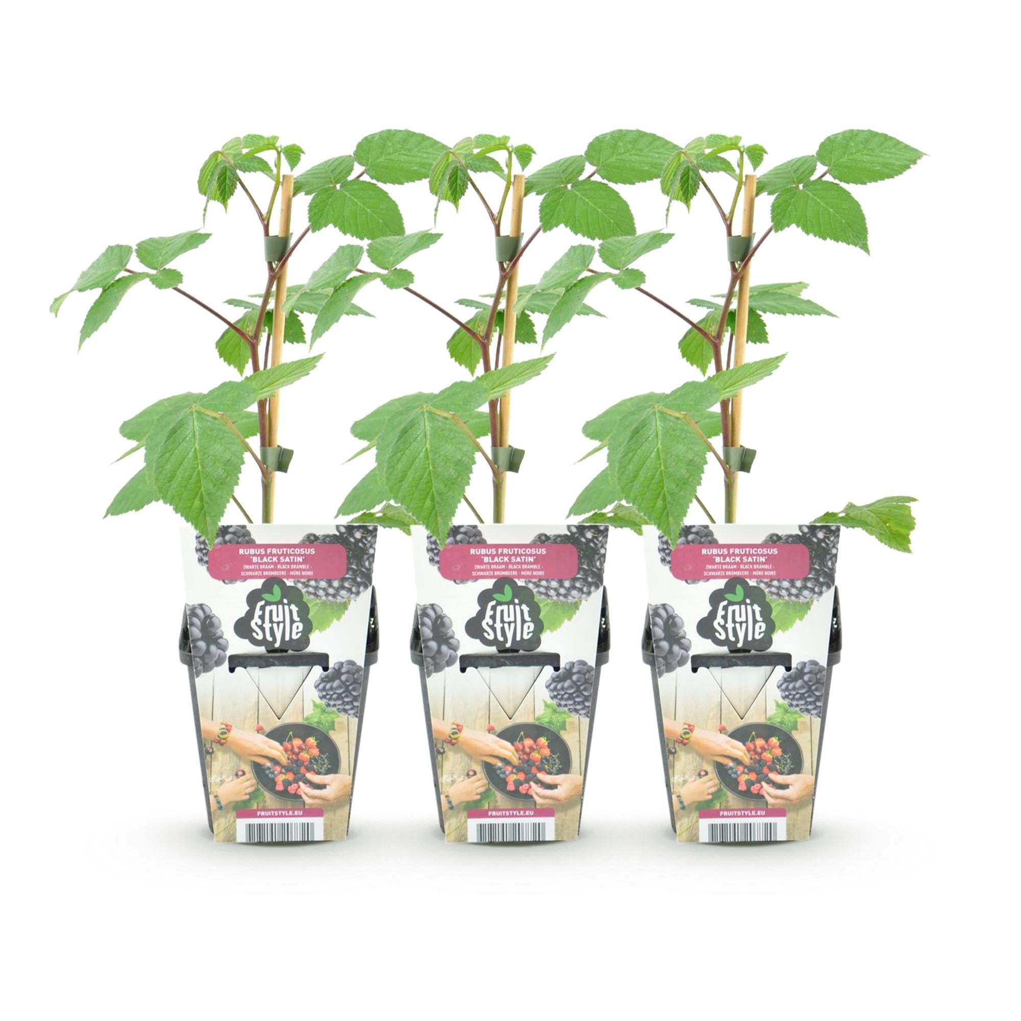 Fruitplanten - Braam - Rubus Black Satin - Winterhard - 3 Planten - Pot 9 cm - Zwarte Braam