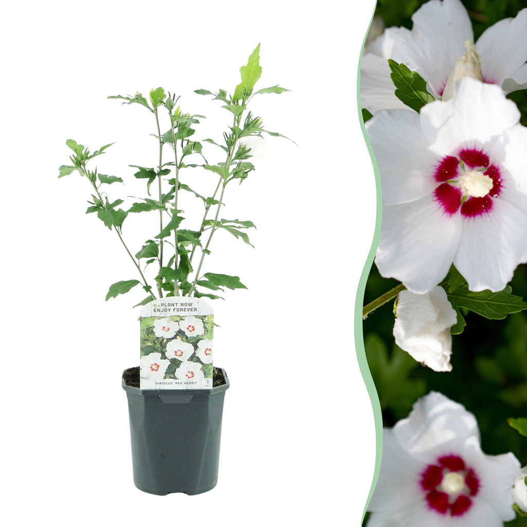 Heesters - Hibiscus syriacus Red Heart  - Bloem Wit Met Rood Hart - 1 Plant - Bladverliezend - Weinig Onderhoud - Pot 17cm Hoogte 45cm