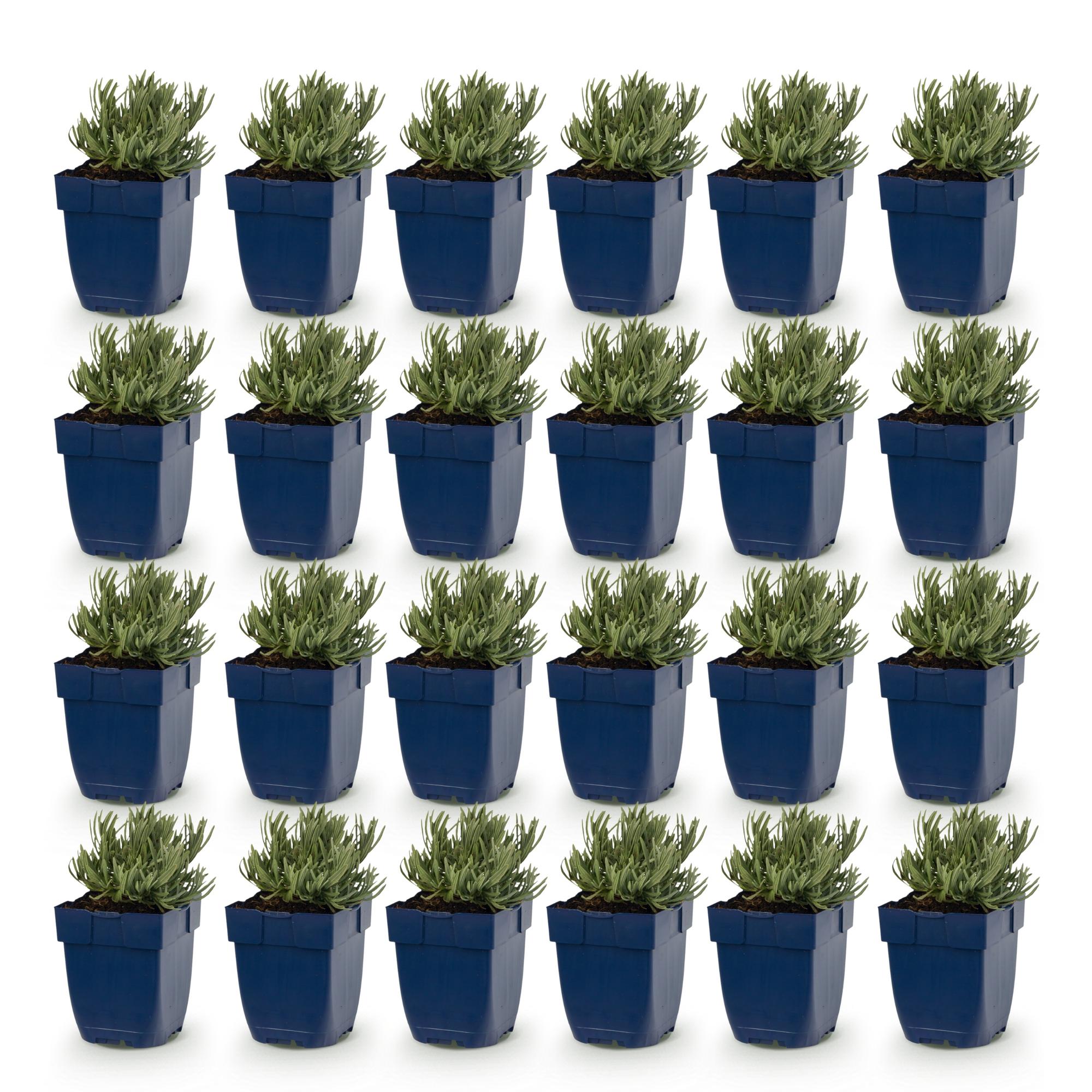 Vasteplant - Lavandula Tricolour - Lavendel - Geurend - Blauw - Roze - Wit - 24 Planten - Pot 11cm - Hoogte 15-25cm