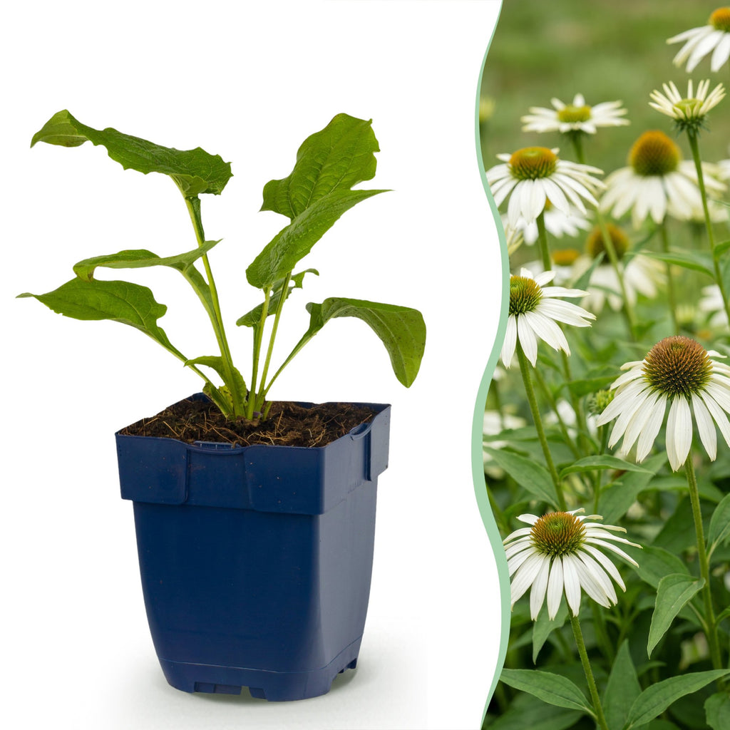 Vasteplant - Echinacea purp. Alba - Zonnehoed - Bijen- en vlinderlokkers - Wit - 12 Planten - Pot 11cm - Hoogte 15-25cm