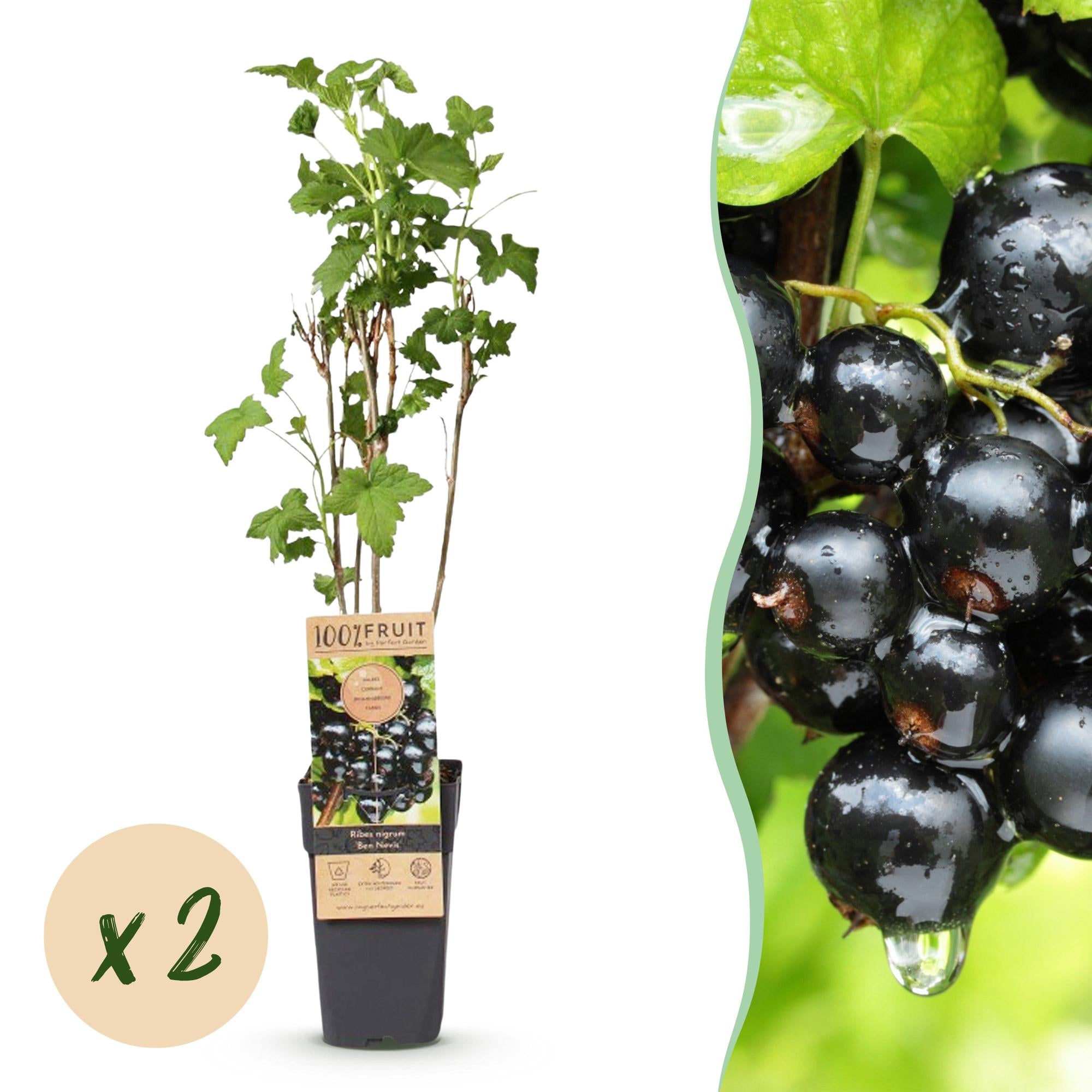 Fruitplant - Ribes nigrum Ben Nevis - Bessenplant - Winterhard - Zwarte Bes - 2 Planten - Pot 15cm - Hoogte 50cm