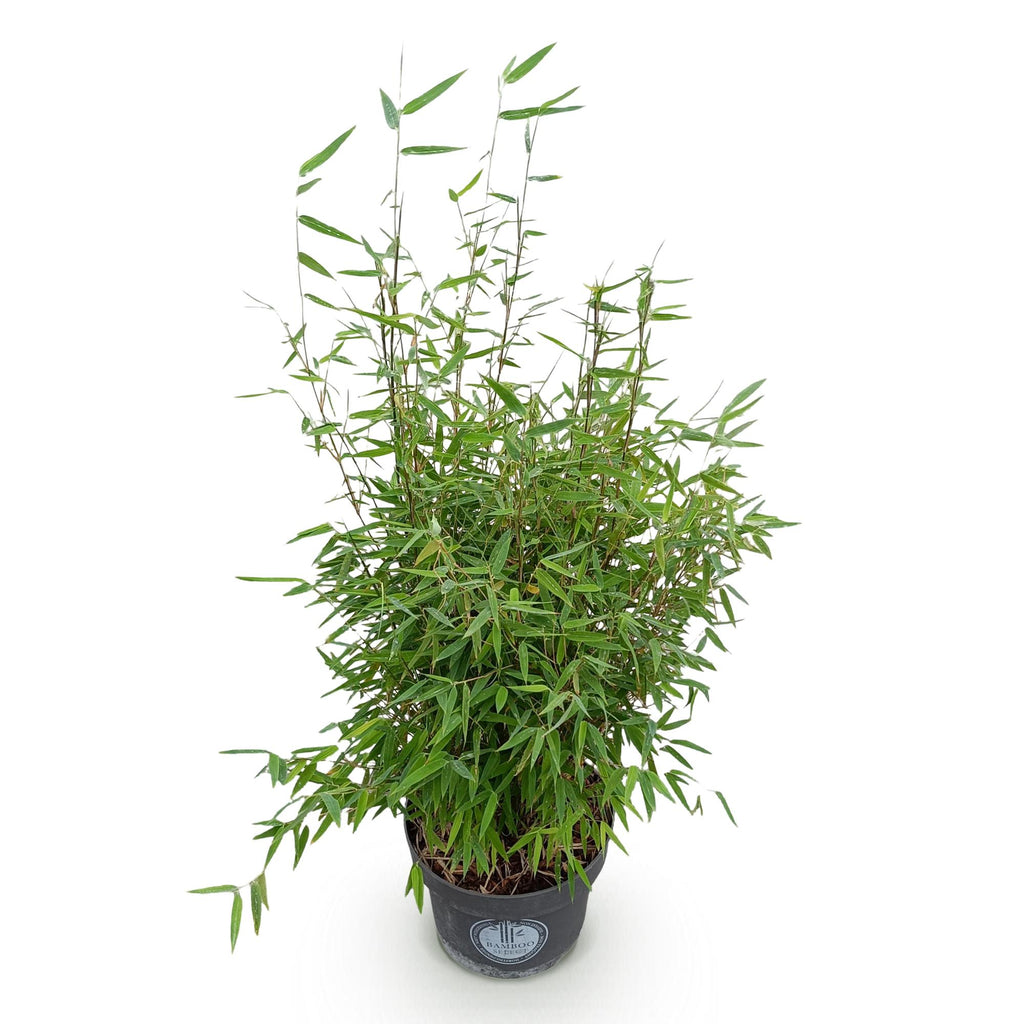 Grassen - Fargesia nitida Red Dragon - Niet Woekerende Bamboe - Bladhoudend - Groen - 1 Plant - Pot 23 cm - Hoogte 80 cm