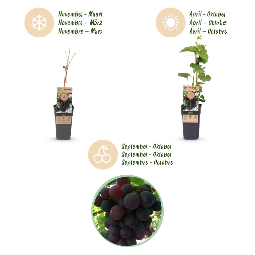 Fruitplant - Vitis vinifera Vanessa - Druivenplant - Pitarm - Blauwe Druif - 2 Planten - Pot 15cm - Hoogte 50cm