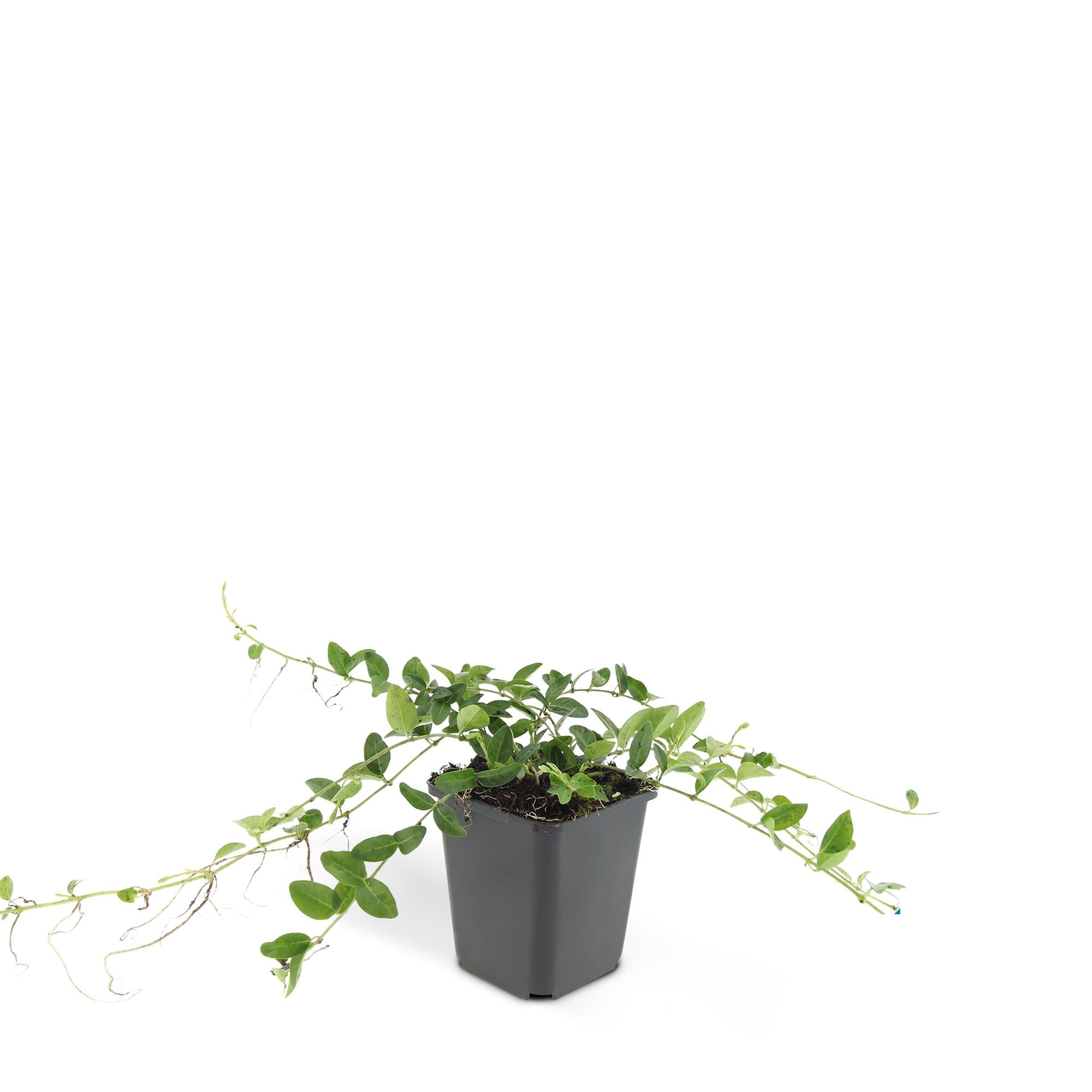 48x Vinca minor 'Alba' - ↕10-25cm - Ø9cm