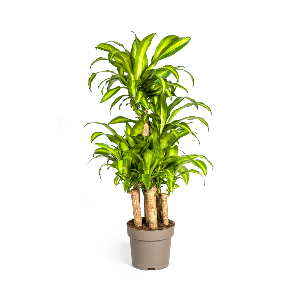 Dracaena Fragrans Massangeana Carrousel Ø30cm - ↕130 - 150cm