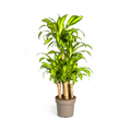 Dracaena Fragrans Massangeana Carrousel Ø30cm - ↕130 - 150cm