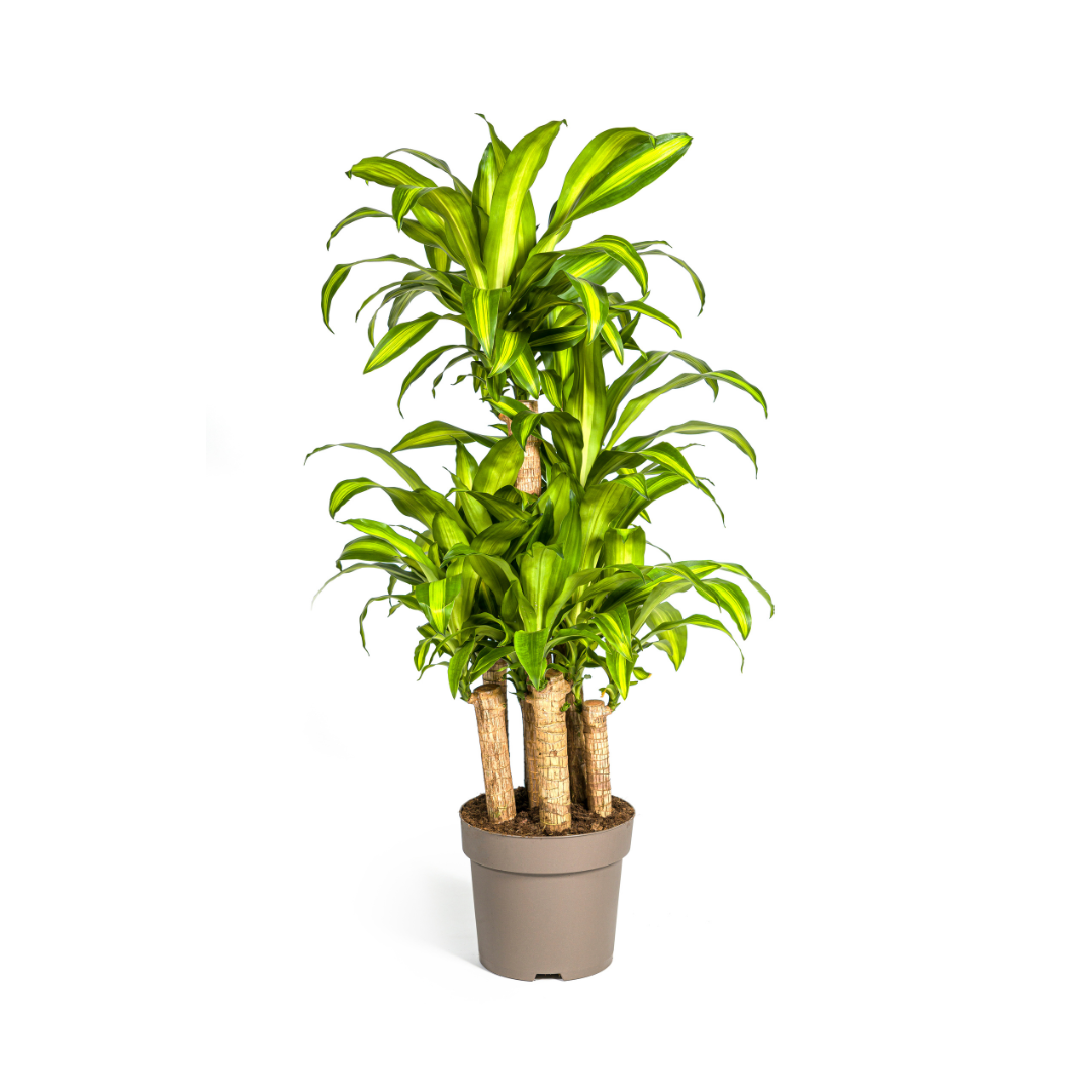 Dracaena Fragrans Massangeana Carrousel Ø30cm - ↕130 - 150cm