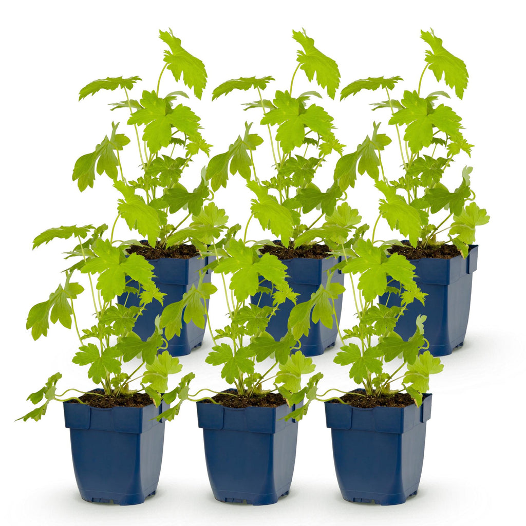 Vasteplant - Delphinium (P) Galahad - Ridderspoor - Bijen en Vlinderlokkers - Wit - 6 Planten - Pot 11cm - Hoogte 15-25cm
