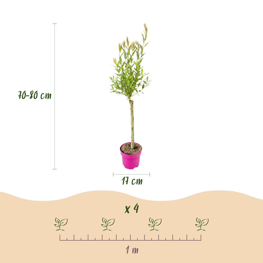 2x - Salix Flamingo - Ø17cm - ↕70-80cm