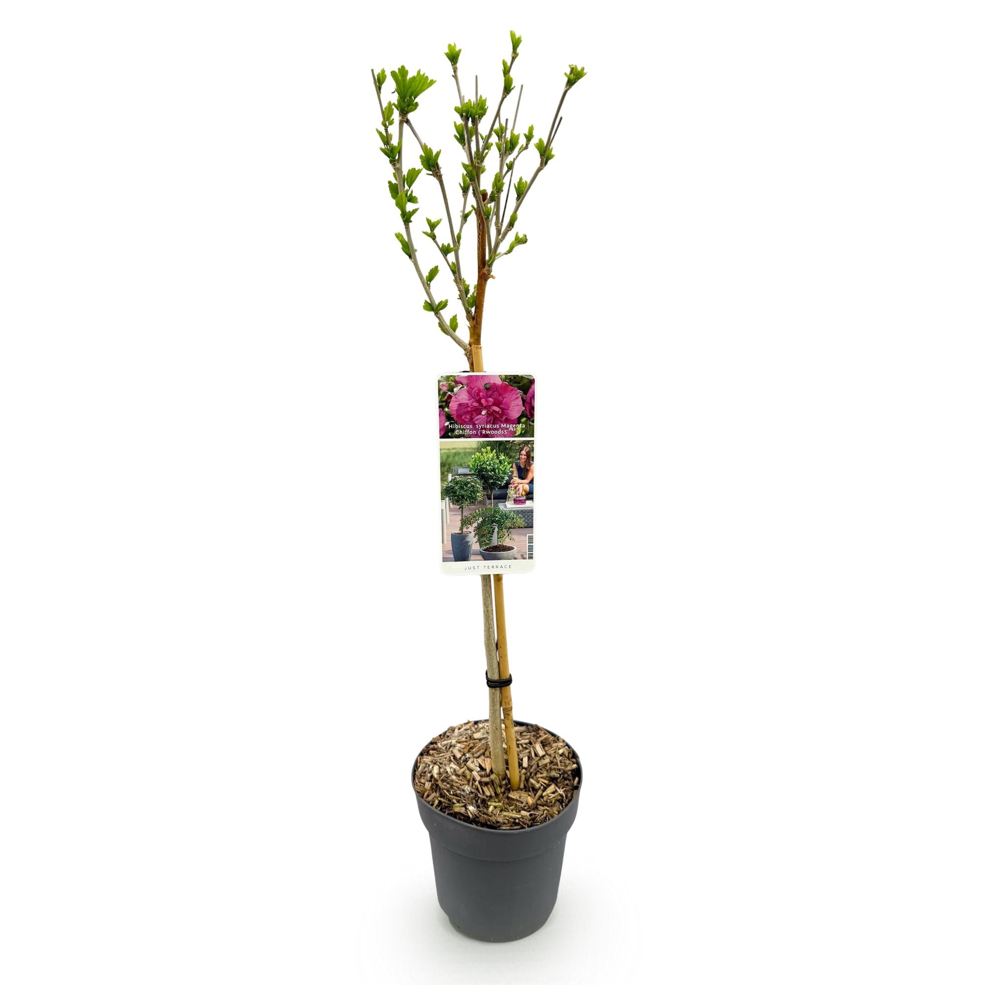 Plant op Stam - Hibiscus syriacus Magenta Chiffon® - Terras Plant - Bladverliezend - Winterhard - Roze Bloem - Pot 19cm Hoogte 90cm