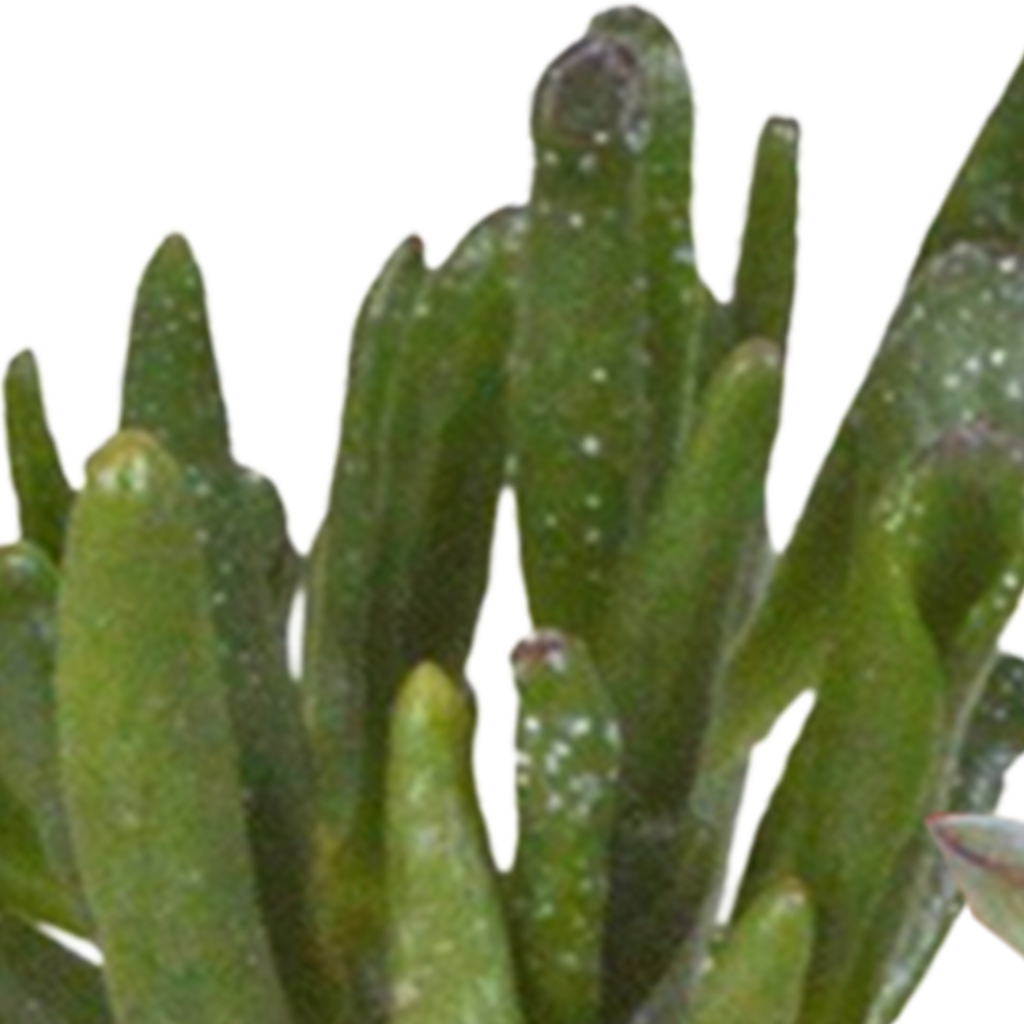 Cactus en vetplanten mix 5.5 cm | 15 stuks - in witte pot