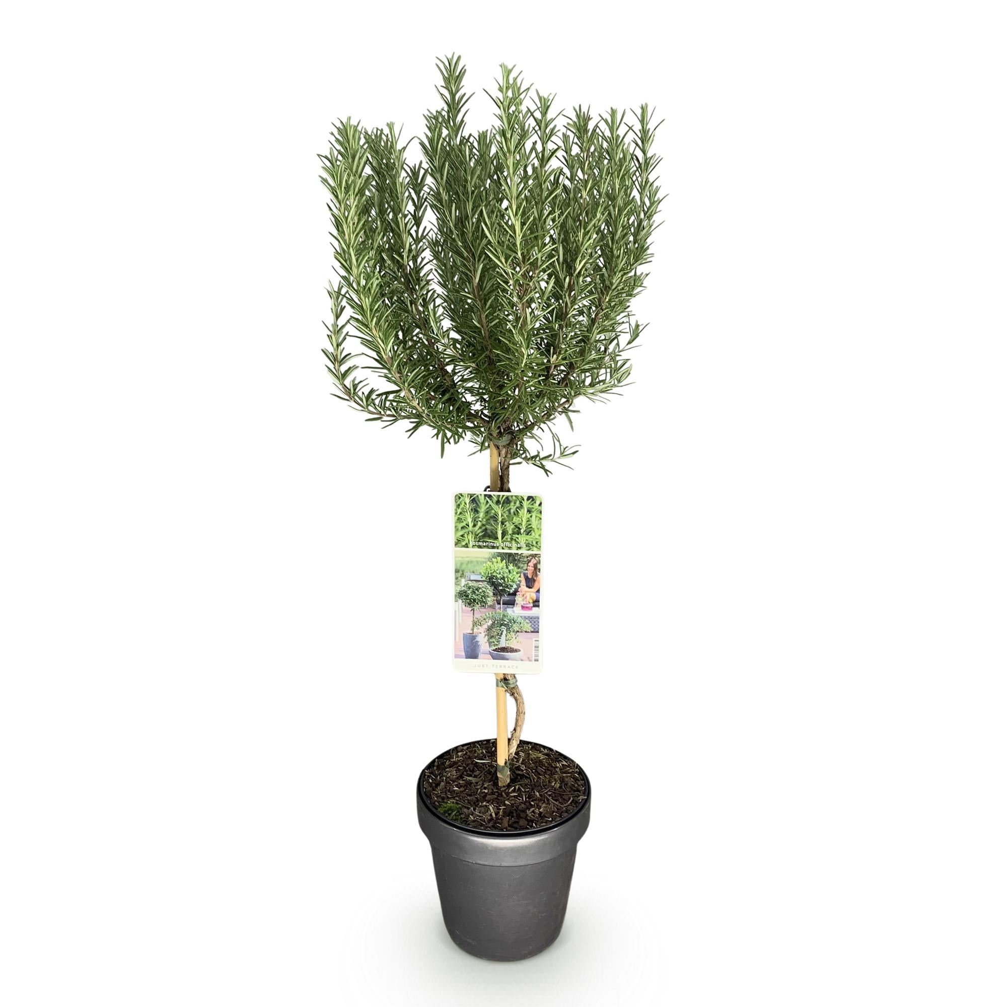Plant op Stam - Rosmarinus officinalis - Terras Plant - Bladhoudend - Winterhard - Paarse Bloem - Pot 19cm Hoogte 90cm