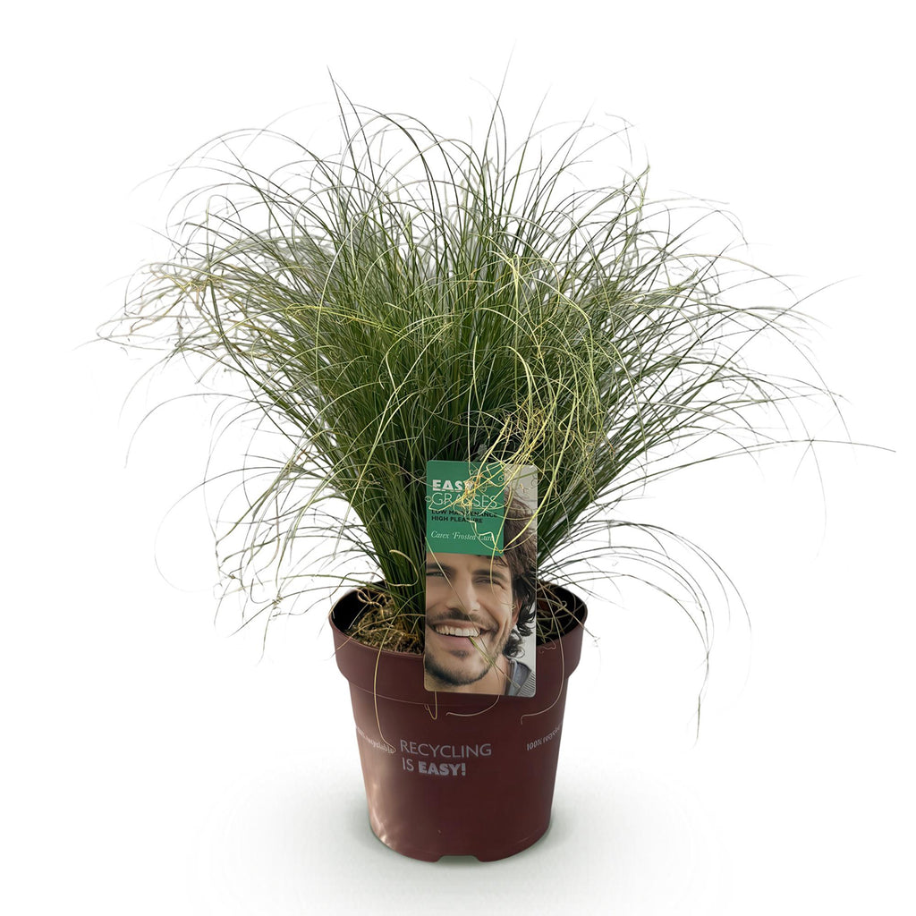 Siergrassen - Carex comans Frosted Curls - Groen - 1 Planten - Groenblijvend - Winterhard - Pot 17cm Hoogte 50cm