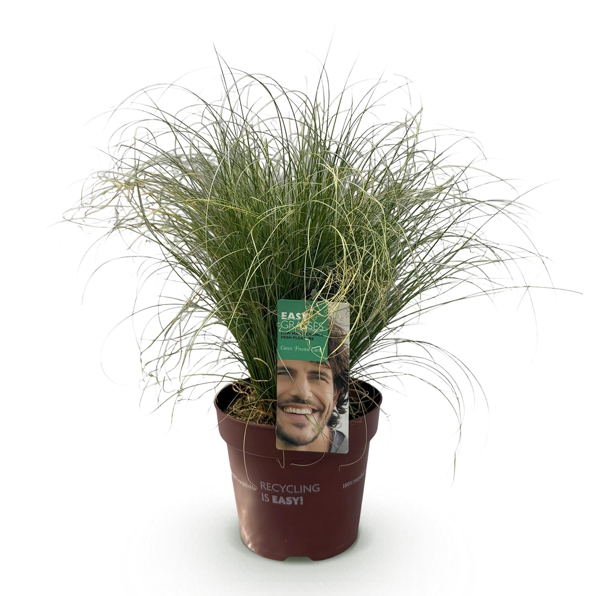 Siergrassen - Carex comans Frosted Curls - Groen - 1 Planten - Groenblijvend - Winterhard - Pot 17cm Hoogte 50cm