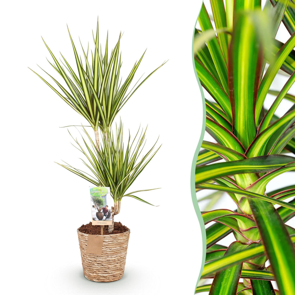 Green is... Kamerplanten - Dracaena Sunray - Drakenbloedboom - Weinig onderhoud - met mand - Groen - 1 Plant - Pot 17cm - Hoogte 70-75cm
