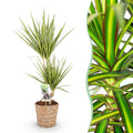 Green is... Kamerplanten - Dracaena Sunray - Drakenbloedboom - Weinig onderhoud - met mand - Groen - 1 Plant - Pot 17cm - Hoogte 70-75cm