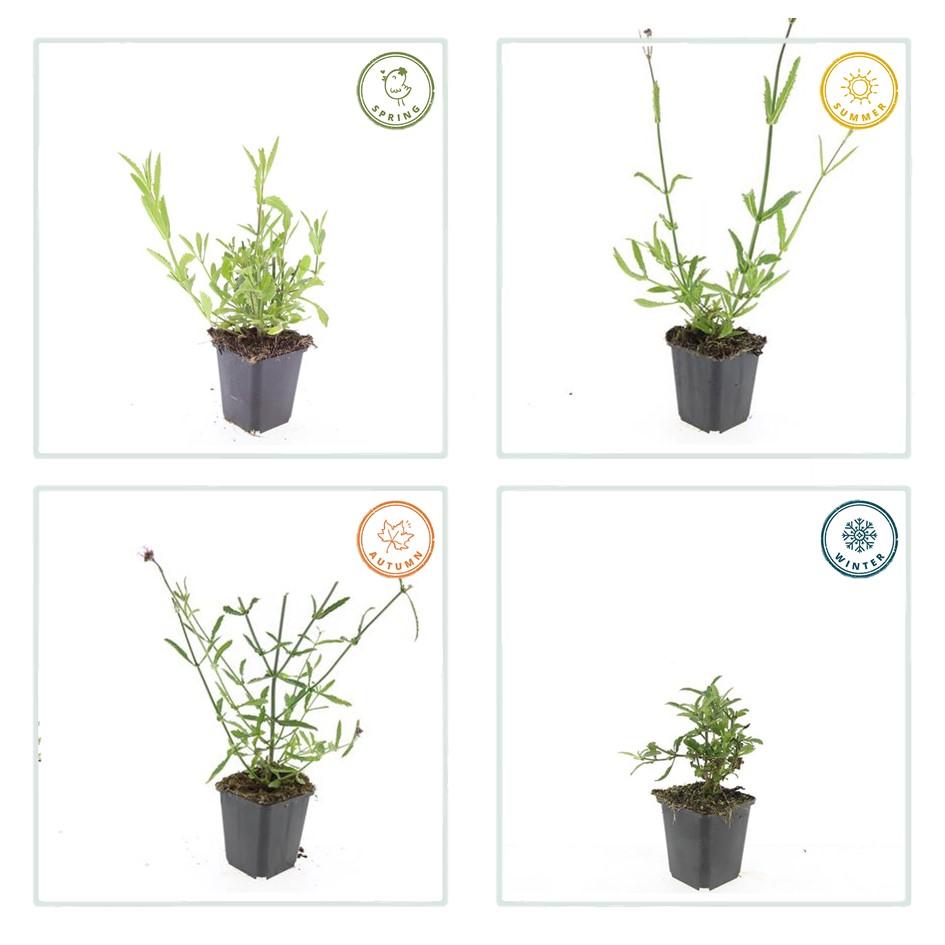 24x Verbena bonariensis - ↕10-25cm - Ø9cm