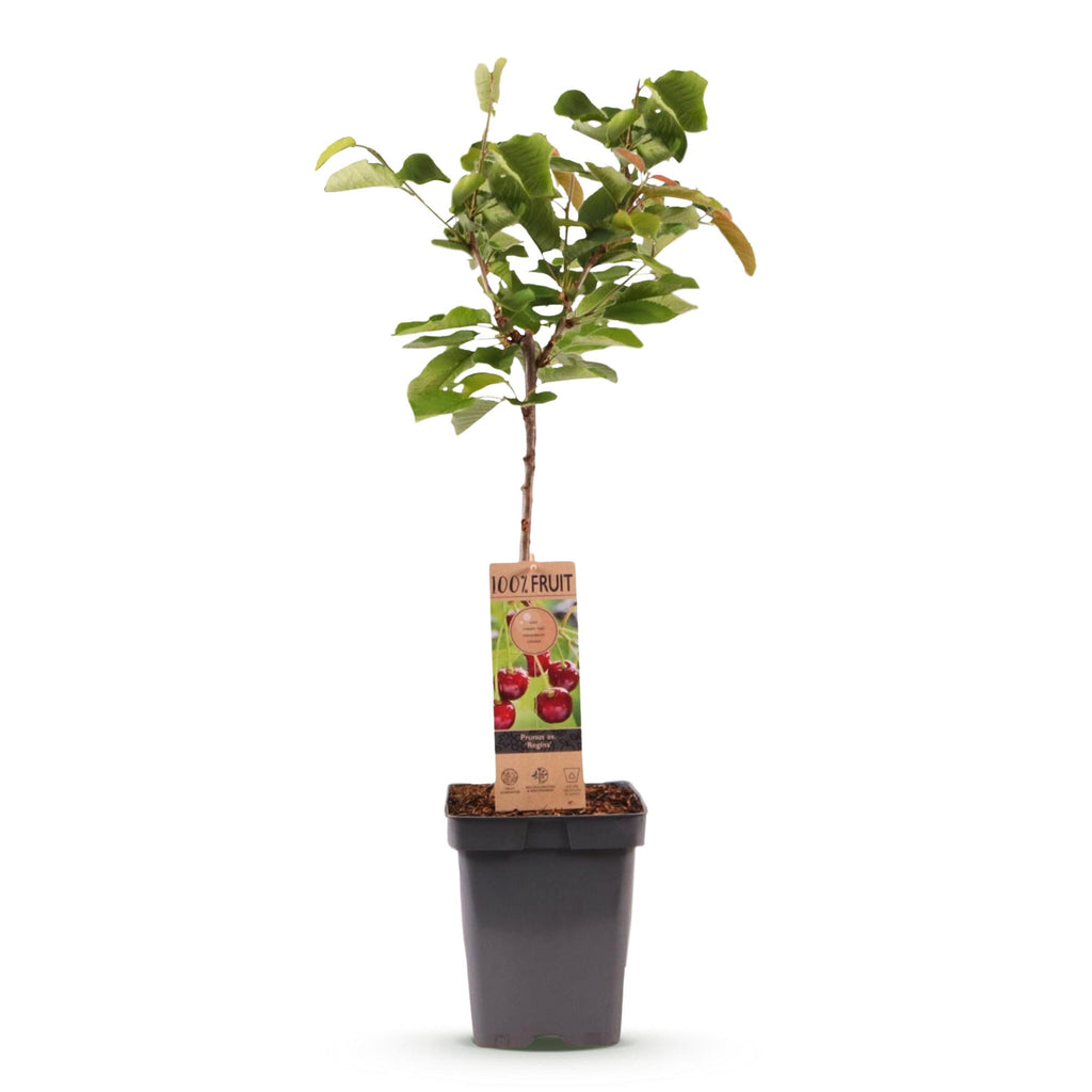 Fruitboom - Prunus avium Regina - Kersenboom - Winterhard - Donker Rode Bes - 1 Plant - Pot 21cm - Hoogte 90cm