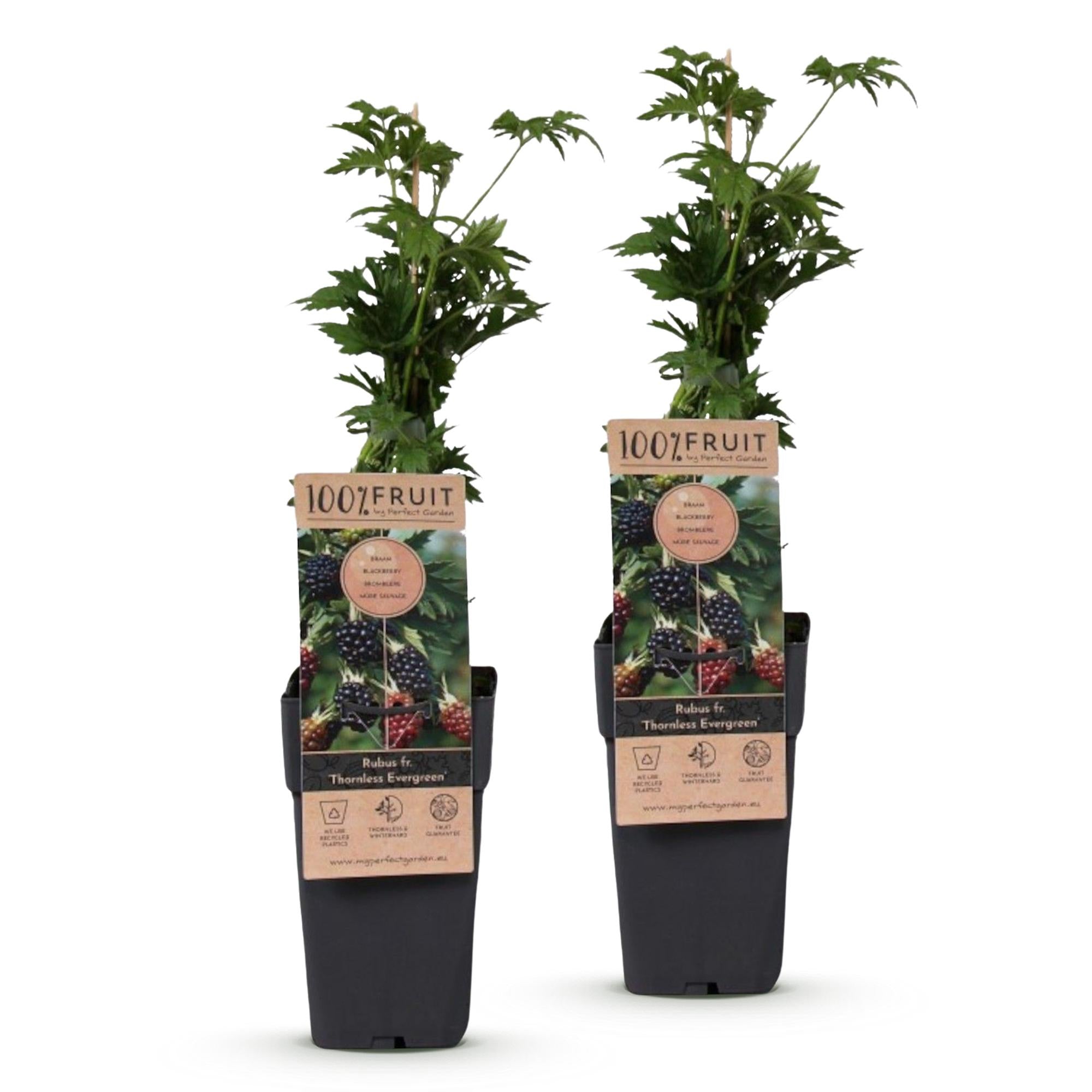 Fruitplant - Rubus fruticosus Thornless Evergreen - Bramenplant - Doornloos - Zwarte Braam - 2 Planten - Pot 15cm - Hoogte 50cm