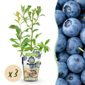 Fruitplanten - Blauwe Bes - Vaccinium corymbossum Bluecrop - Winterhard - 3 Planten - Pot 9 cm - Blauwe Bes